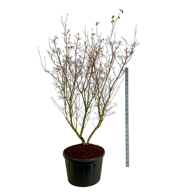 Cornus kousa 'China Girl' C230 (230 liters kruka) 225-250 cm Solitär