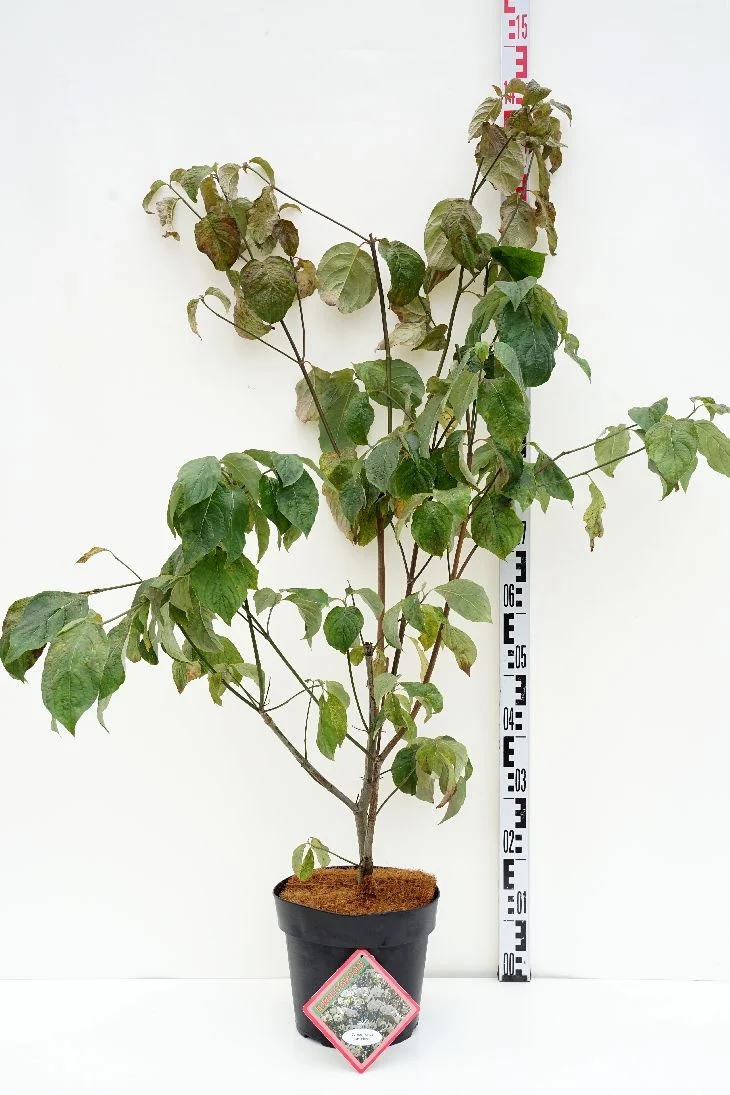 Cornus florida 'Urbaniana' 80-100 cm rotklump