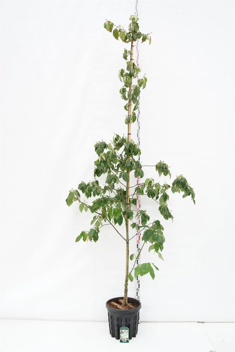 Cornus 'Eddie's White Wonder' C7 (7 liters kruka) 40-50 cm