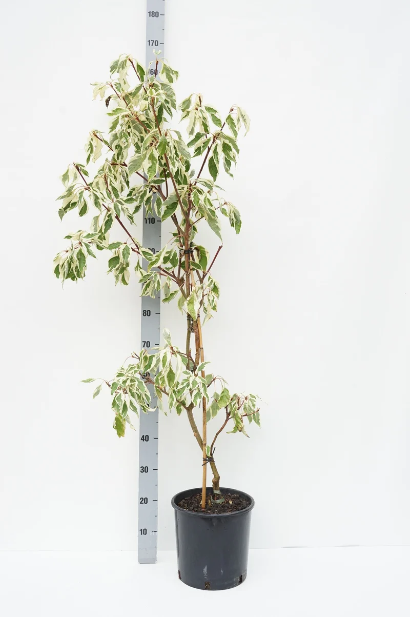 Cornus controversa 'Variegata' C10 (10 liters kruka) 80-100 cm