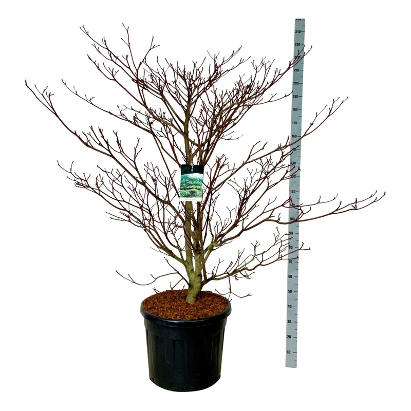 Cornus contr. 'Pagoda' C10 (10 liters kruka) 80-100 cm