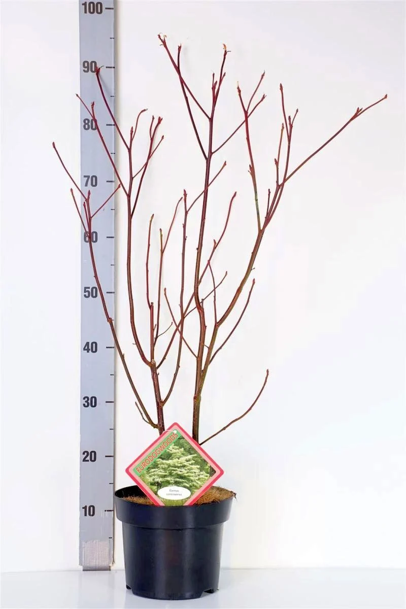 Cornus controversa 14-16 cm högstam, rotklump