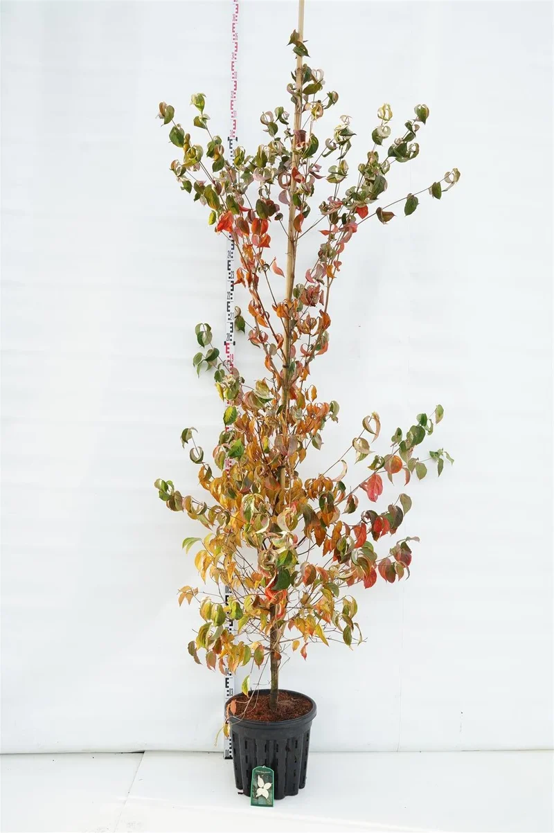 Cornus kousa chinensis 12-14 cm, rotklump