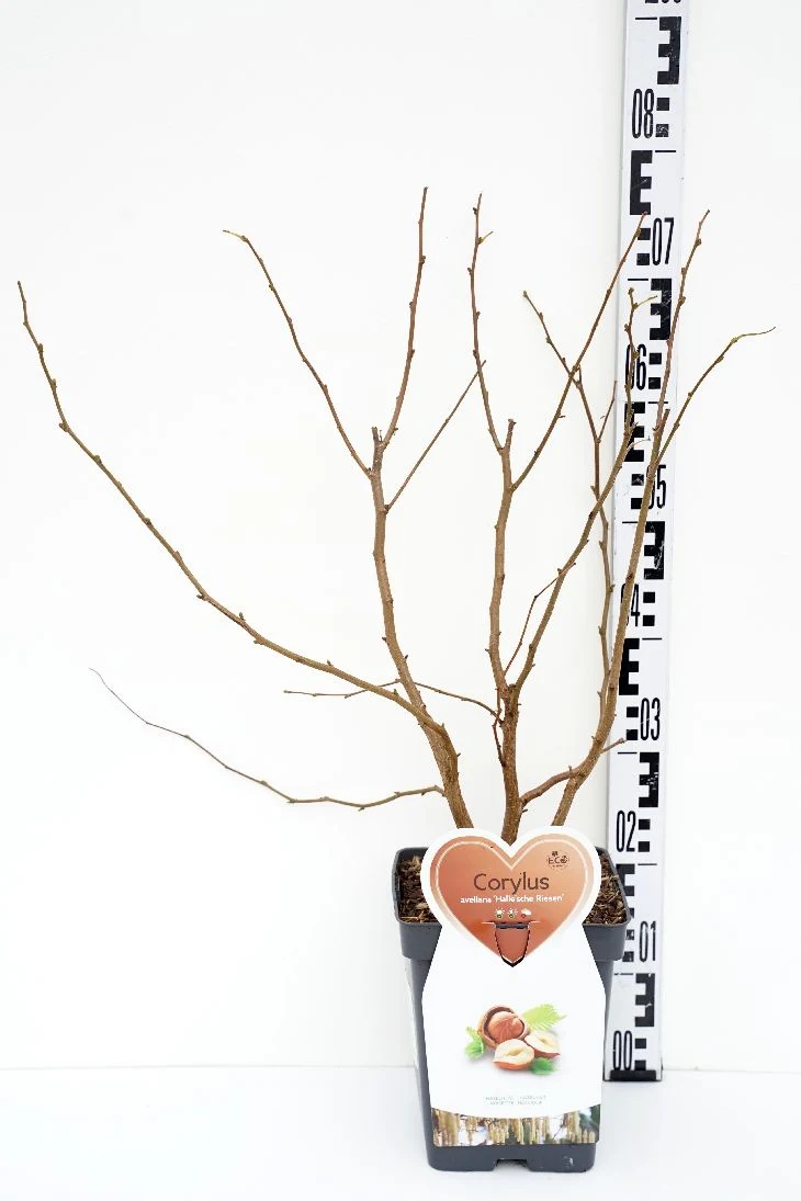 Corylus 'Halle'sche Riesen' C5 (5 liters kruka) 80-100 cm