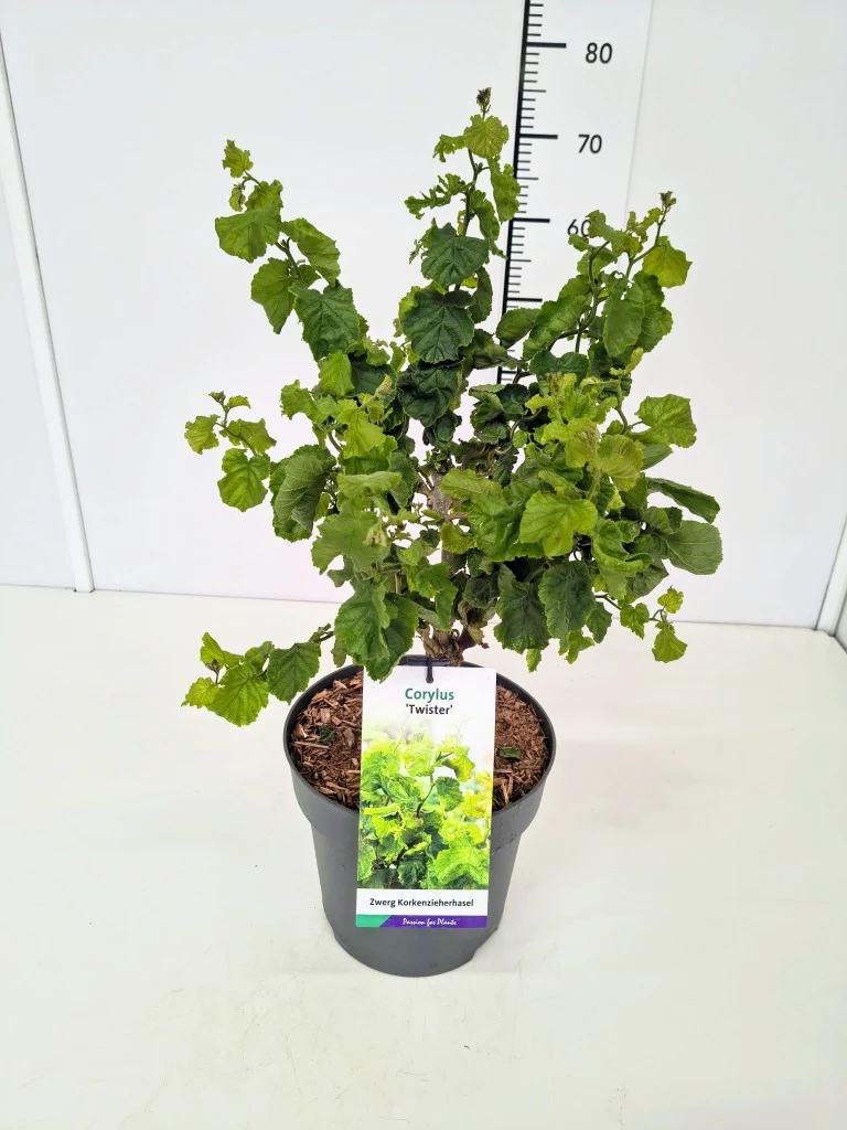 Corylus a. 'Twister' C7,5 (7,5 liters kruka) 50-60 cm