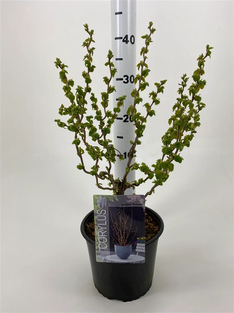 Corylus a. 'Scooter' C3 (3 liters kruka) 30-40 cm