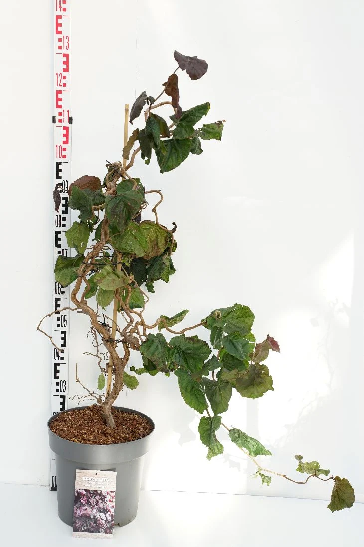 Corylus a. 'Red Majestic' 125 cm stam C20 (20 liters kruka)