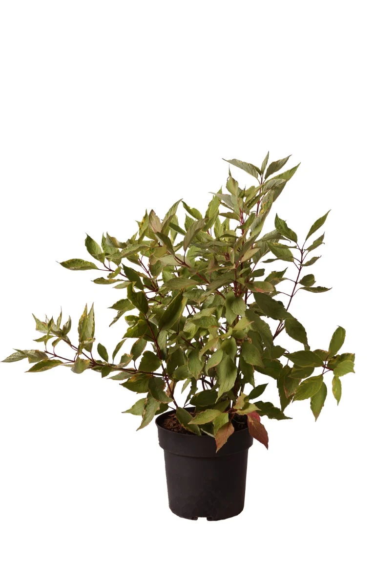 Cornus alba 'Spaethii' C5 (5 liters kruka) 50-60 cm