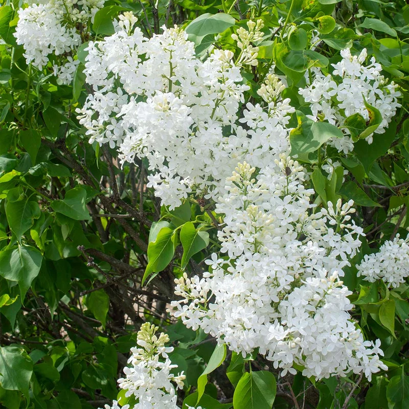 New Age™ White Syringa Shrub