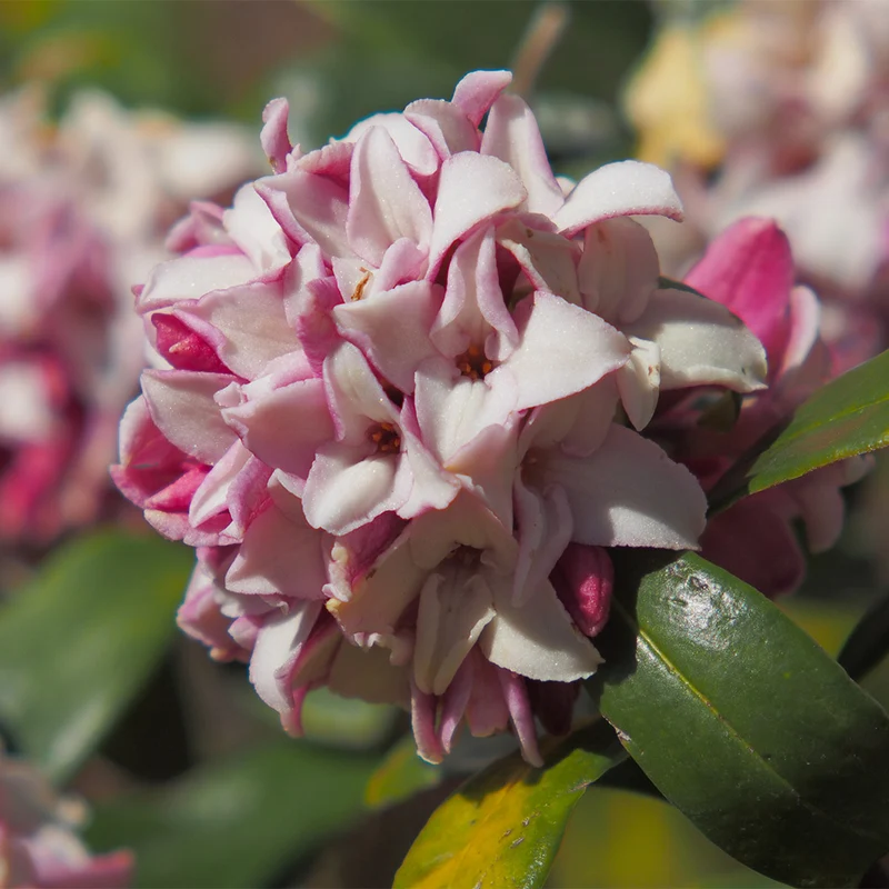 Perfume Princess® Daphne Shrub