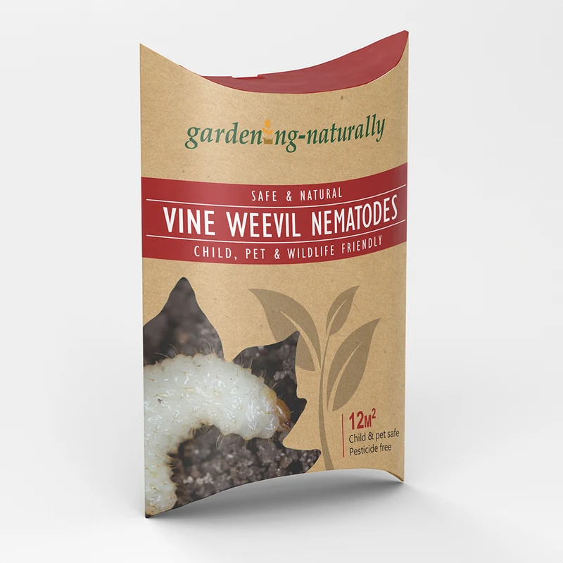 Vine Weevil Nematodes - Gardening Naturally