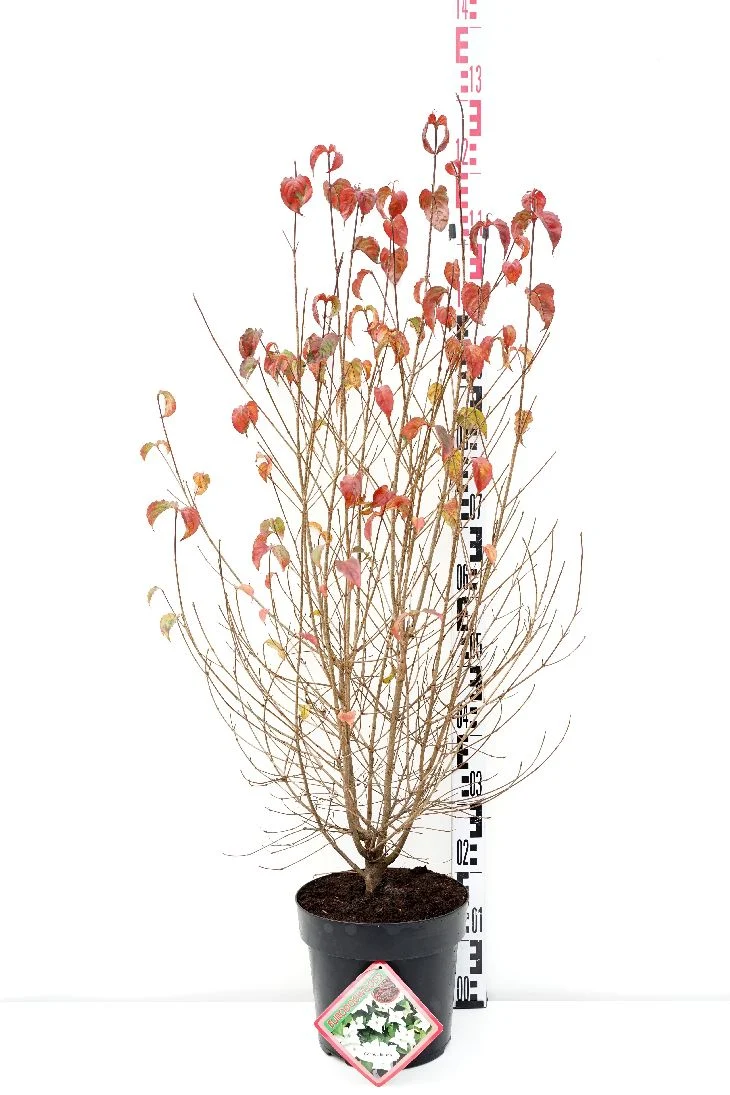 Cornus kousa 80-100 cm rotklump