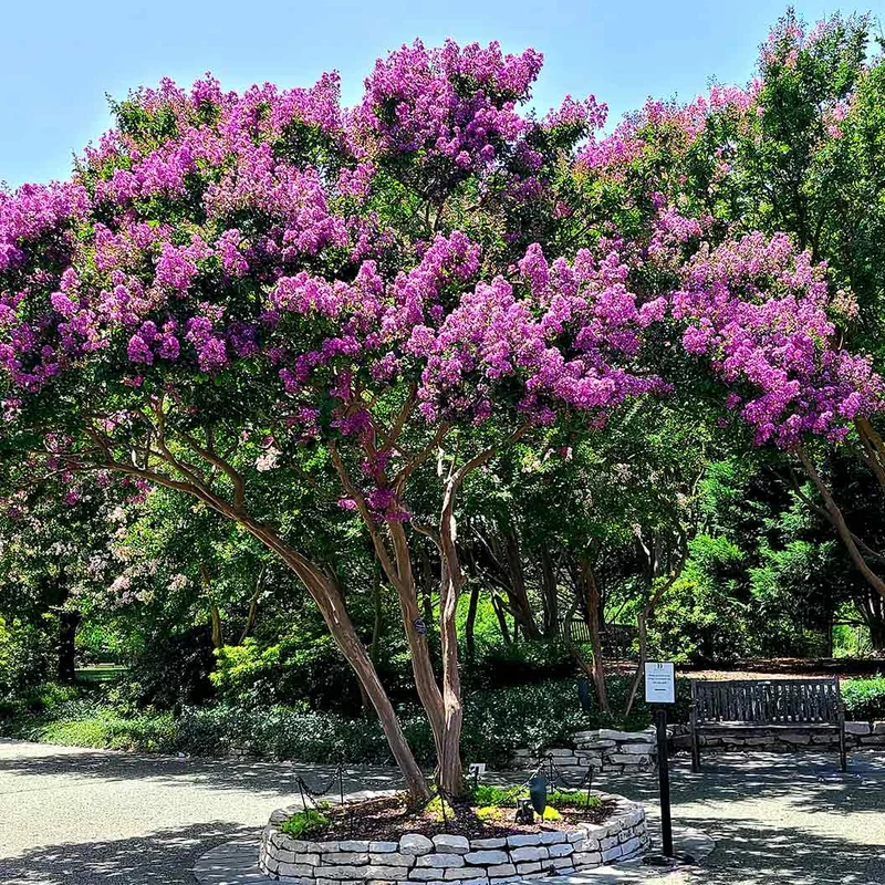Colorama™ Purple Crape Myrtle Tree