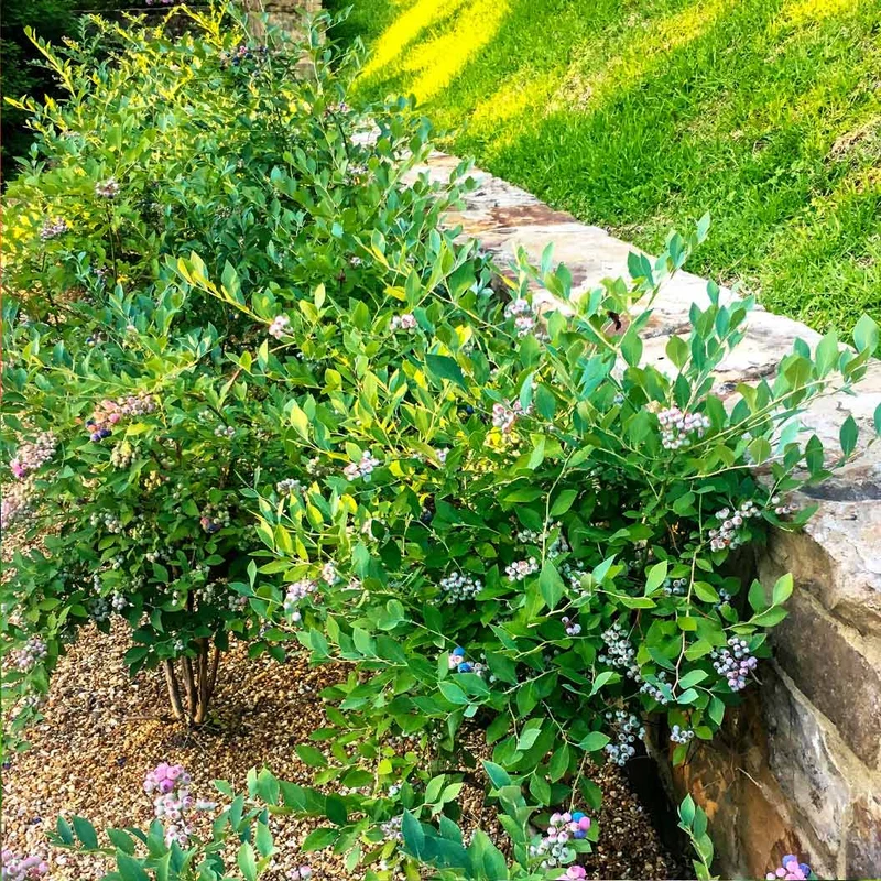Southern Living® DownHome Harvest® Bless Your Heart® Blueberry Shrub