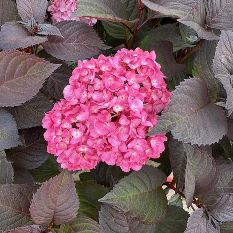 Garden District Midnight Rider™ Hydrangea Bush