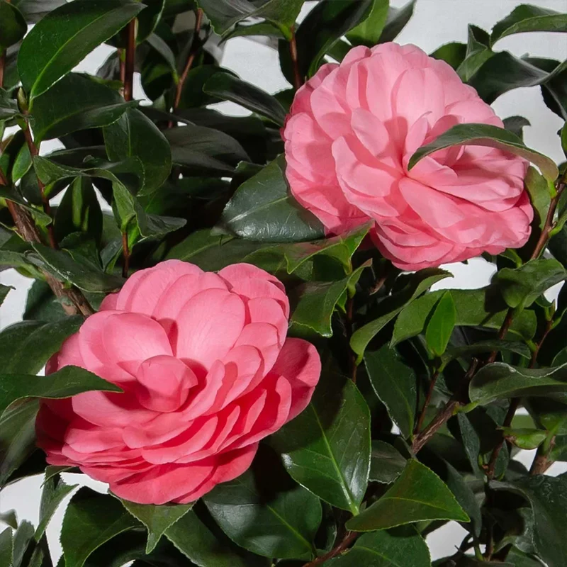 Early Wonder® Camellia Shrub