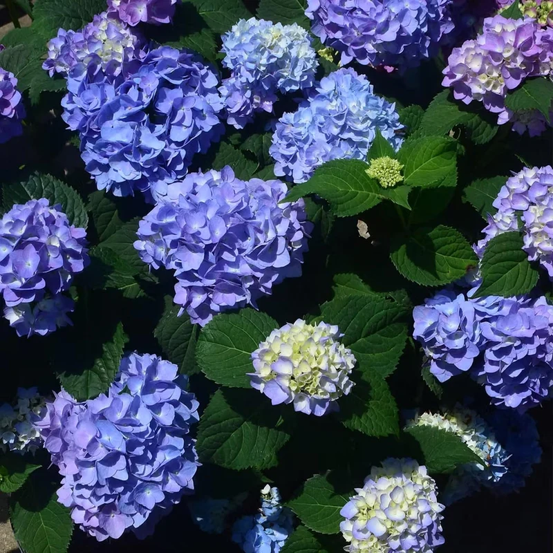 Garden District Blushing Blues™ Hydrangea Bush