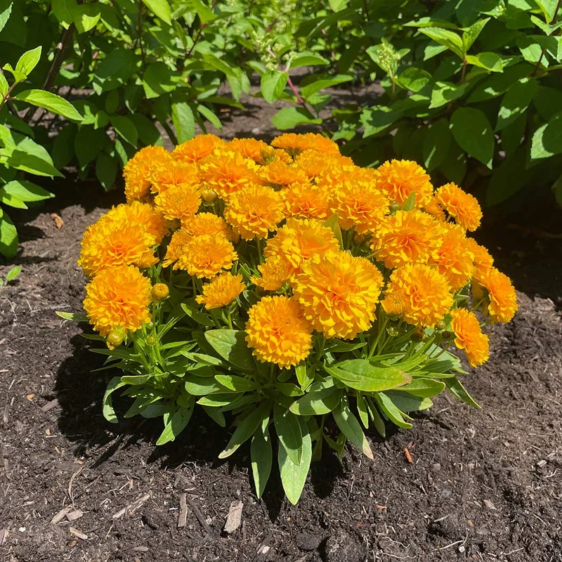 Solanna™ Golden Sphere Coreopsis Plant