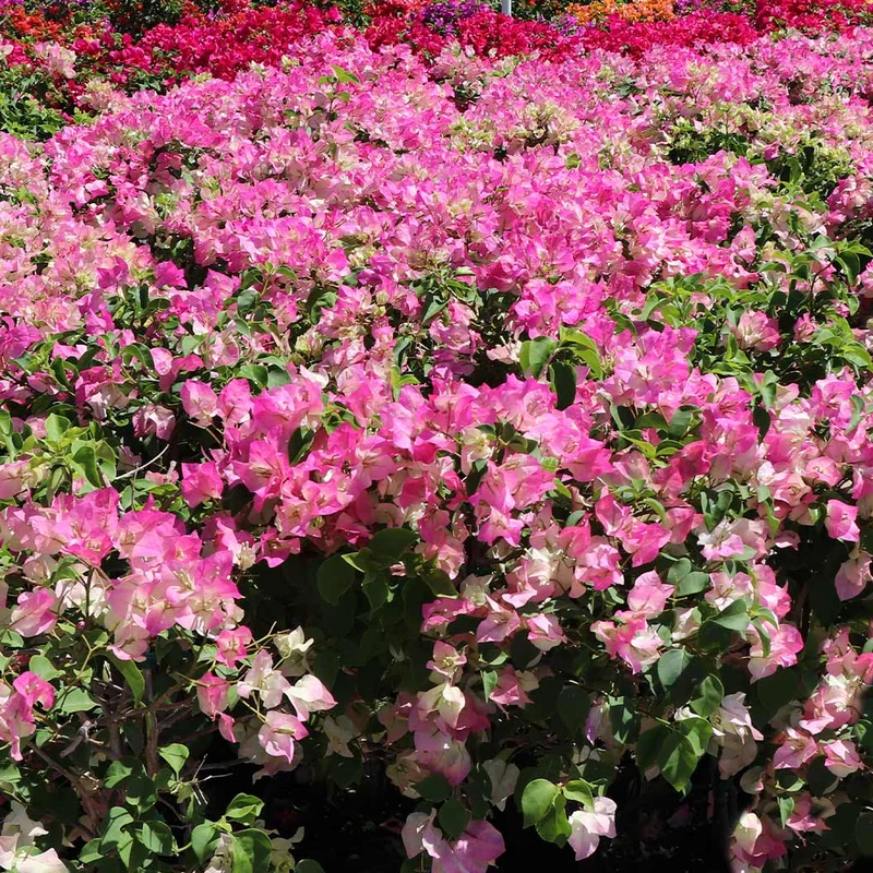 Thai Delight Bougainvillea Shrub