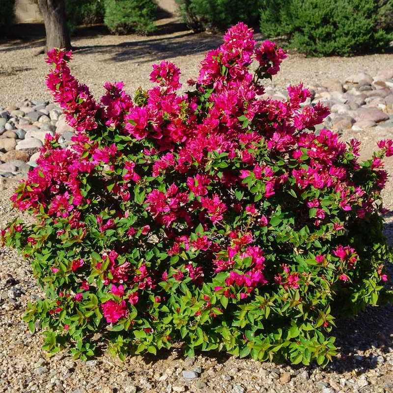 Barbara Karst Bougainvillea Shrub