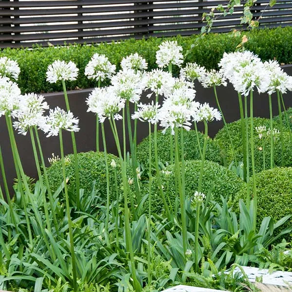 White Agapanthus