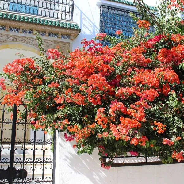 Sundown Orange Bougainvillea Shrub