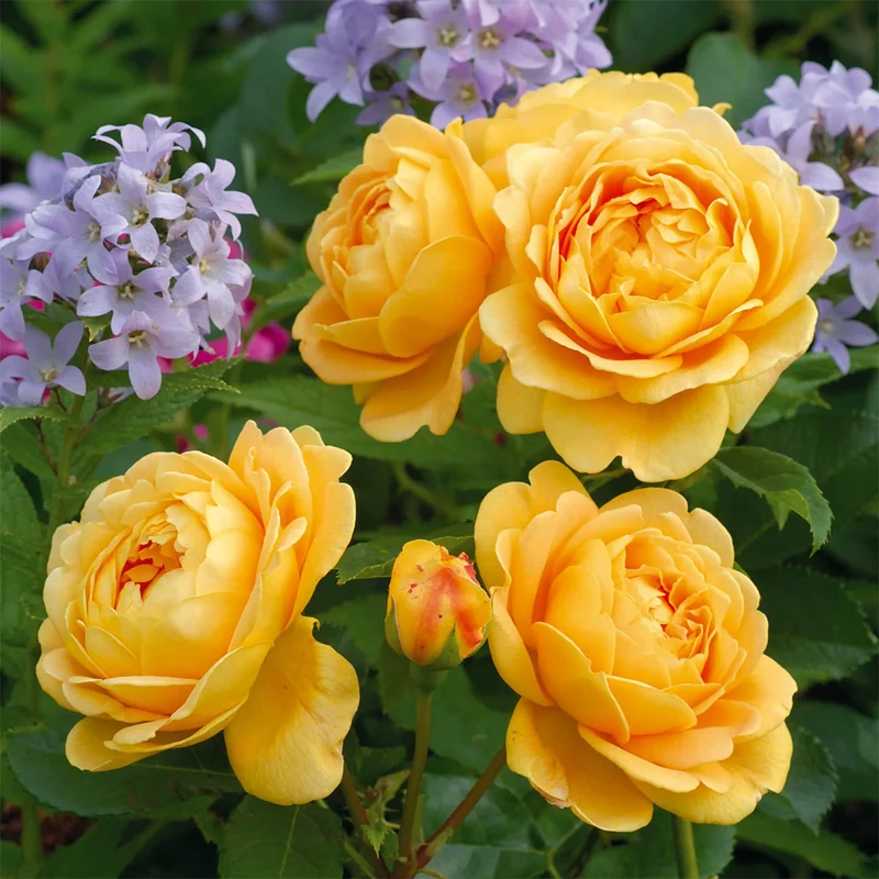 David Austin® Golden Celebration® English Shrub Rose