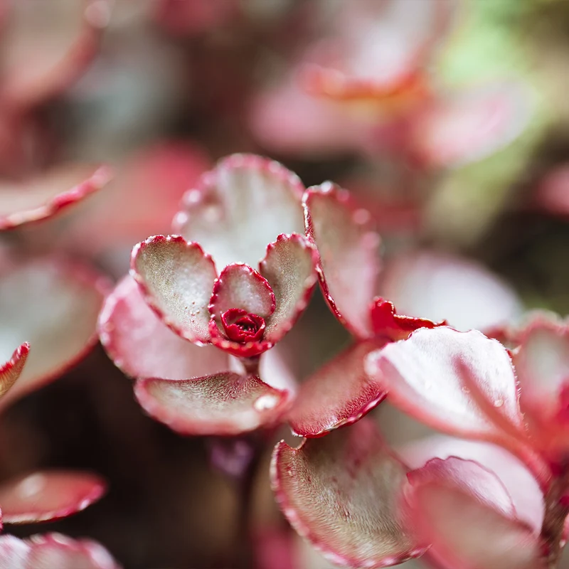 Dragon's Blood Sedum Plant