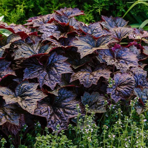 Obsidian Coral Bells (Heuchera)