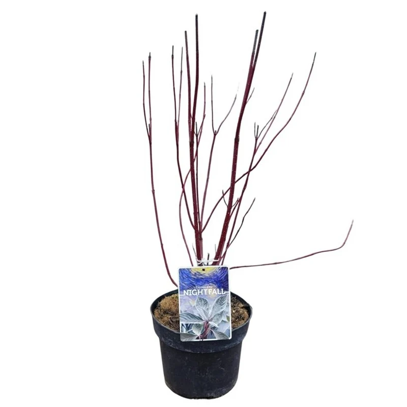Cornus alba 'Nightfall'® C3 (3 liters kruka) 30-40 cm
