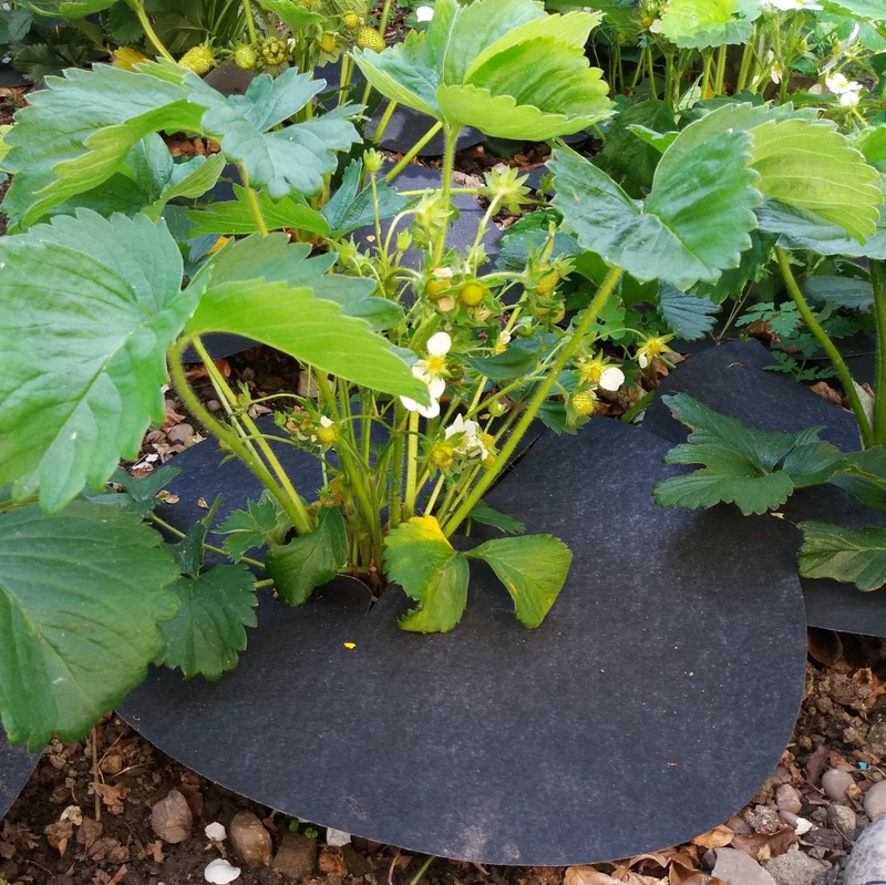 Strawberry Mats with Copper Stop Slugs & Weeds