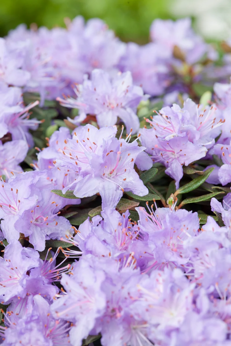 Rhododendron 'Ramapo', 20-25 cm, 3-pack