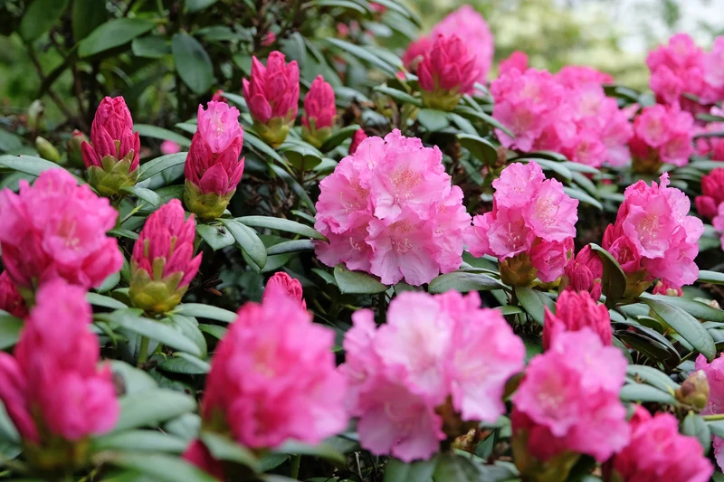 Rhododendron 'Polaris', 30-40 cm, 5-pack