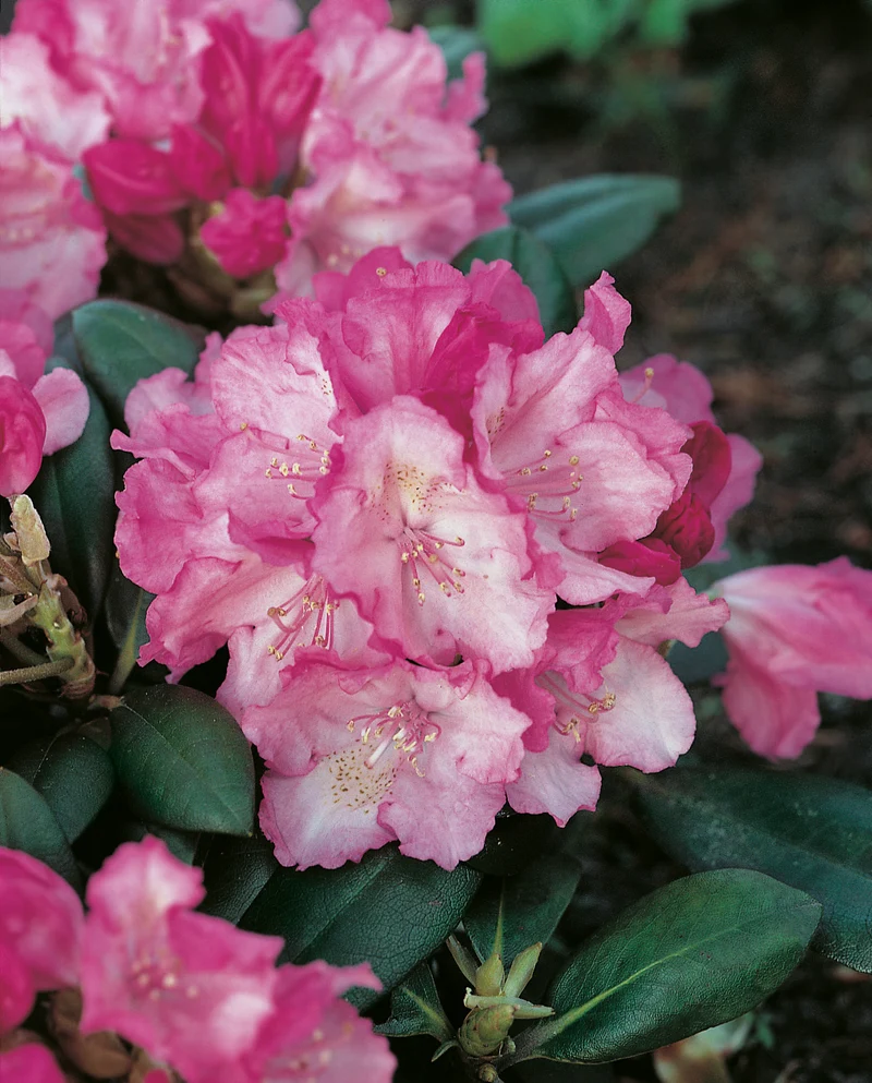 Rhododendron 'Polaris', 30-40 cm, 3-pack