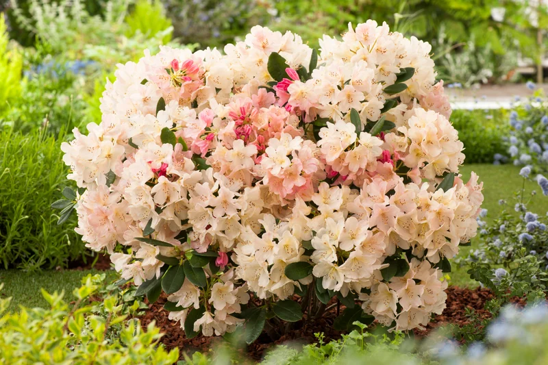 Rhododendron 'Percy Wiseman', 25-30 cm, 5-pack
