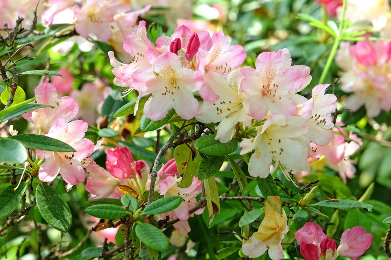 Rhododendron 'Percy Wiseman', 25-30 cm, 3-pack