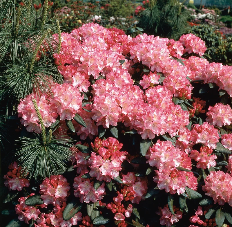 Rhododendron 'Morgenrot', 25-30 cm, 5-pack