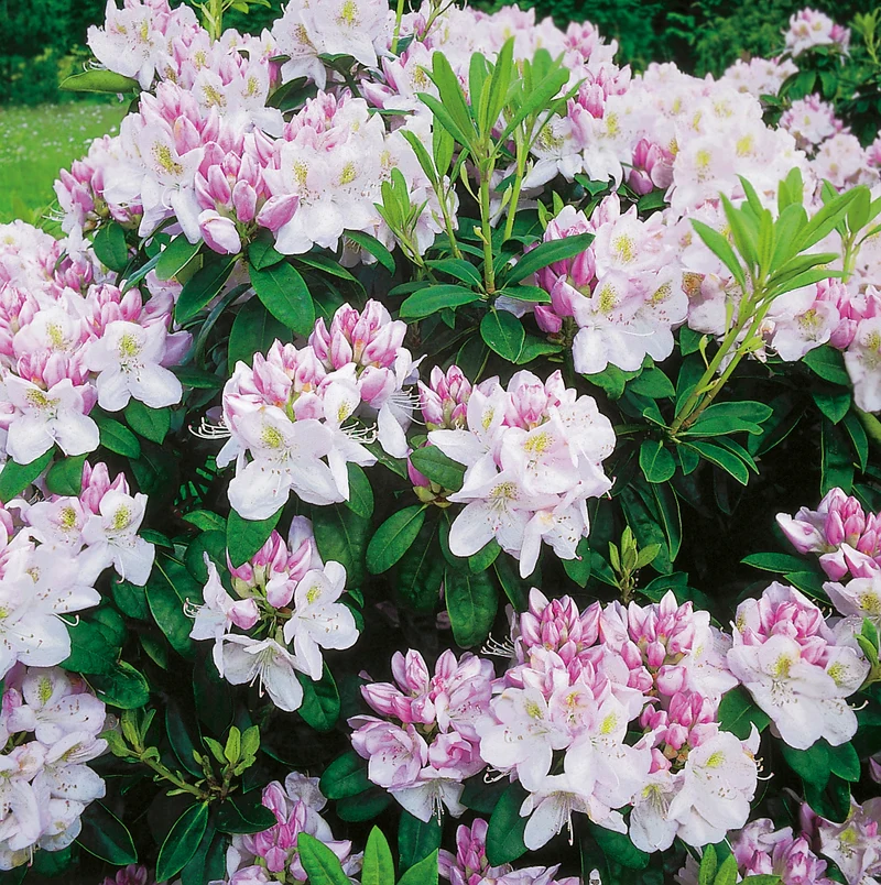 Rhododendron 'Gomer Waterer', 30-40 cm, 1-pack