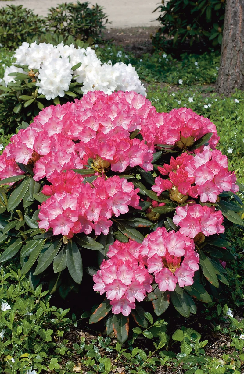 Rhododendron 'Fantastica', 20-25 cm, 5-pack