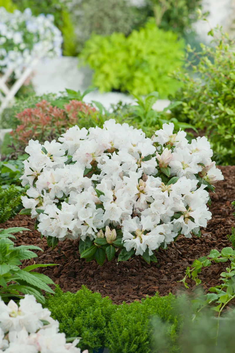 Rhododendron 'Dora Amateis', 25-30 cm, 5-pack