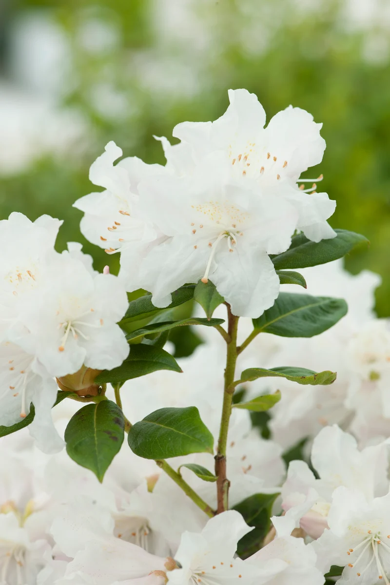 Rhododendron 'Dora Amateis', 25-30 cm, 1-pack