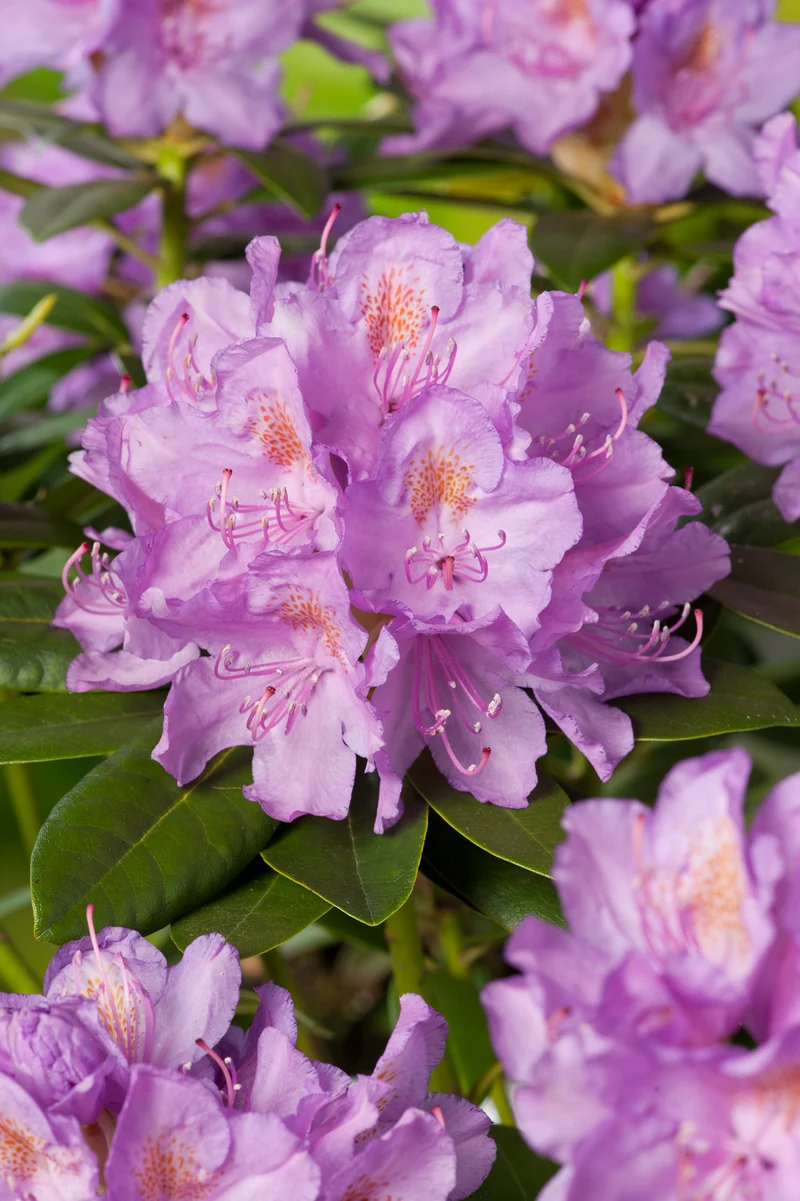 Rhododendron 'Catawbiense Grandiflorum', 30-40 cm, 1-pack