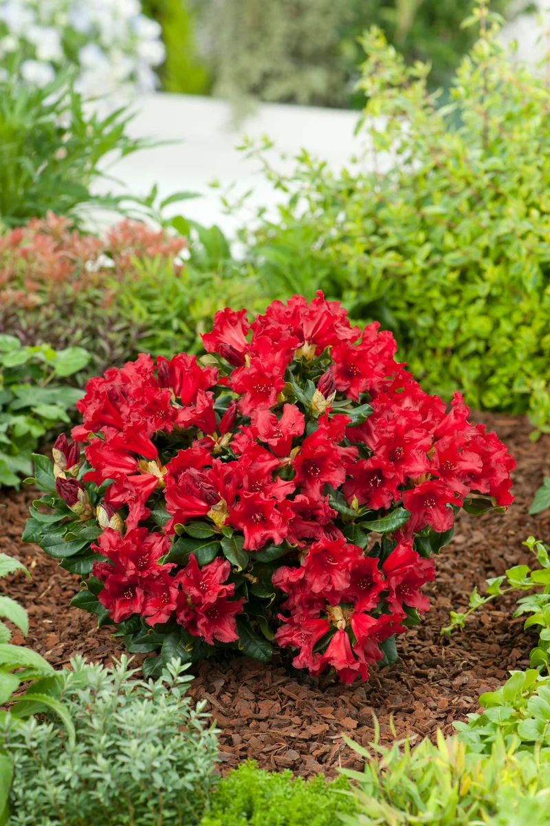 Rhododendron 'Baden-Baden', 15-20 cm, 3-pack