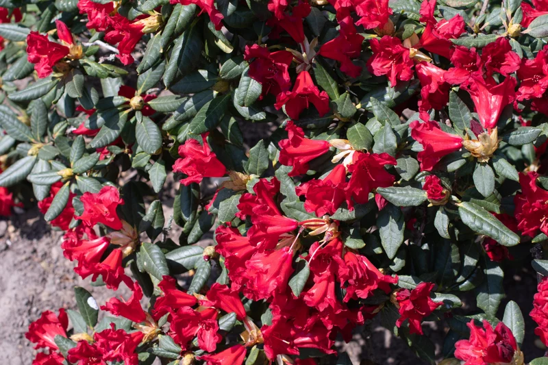 Rhododendron 'Baden-Baden', 15-20 cm, 10-pack