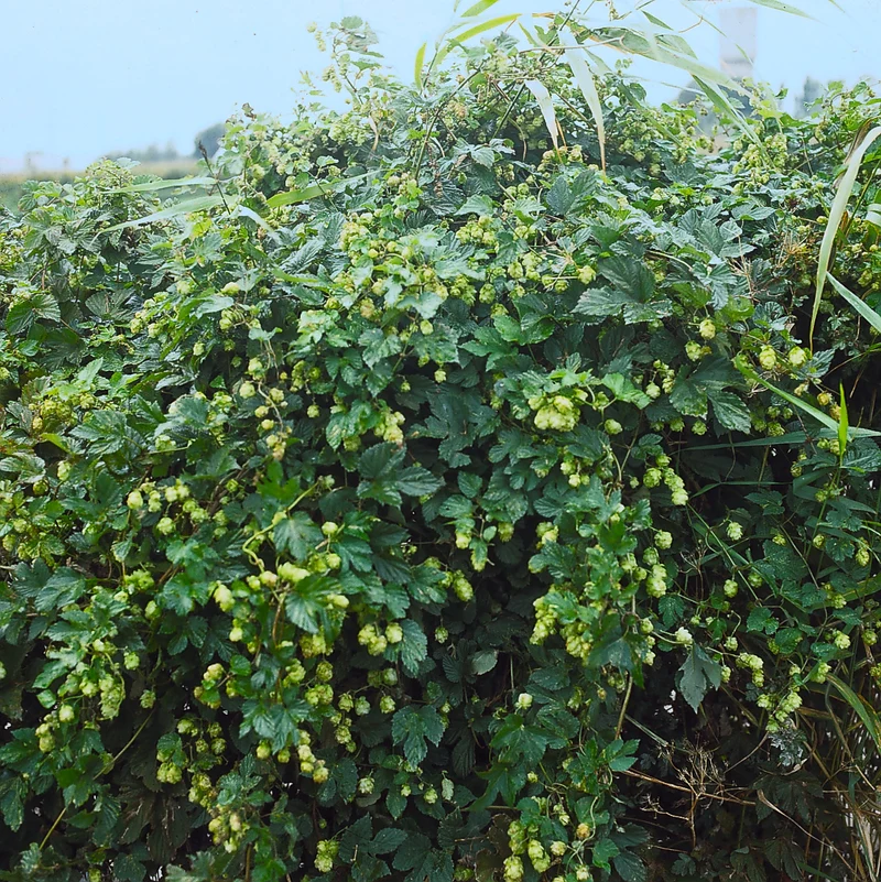 Humulus lupulus 'Nordbrau' , 1-pack