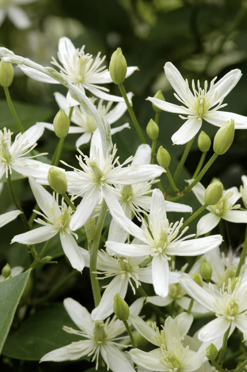 Clematis terniflora, 1-pack