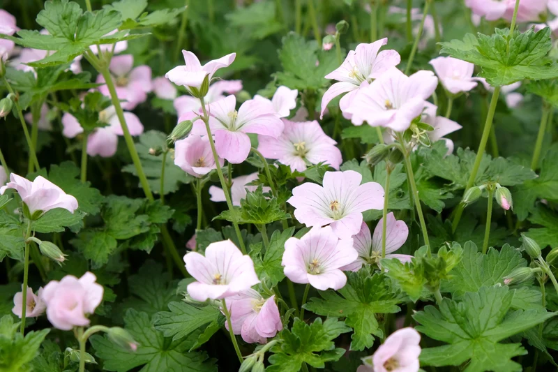 Geranium DREAMLAND ('Breamdream'), 3-pack