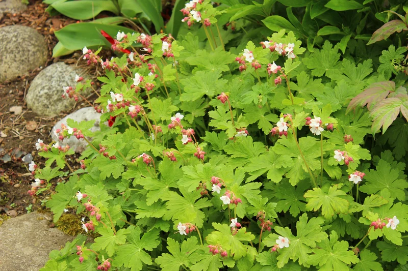 Geranium macrorrhizum 'Spessart', 15-pack