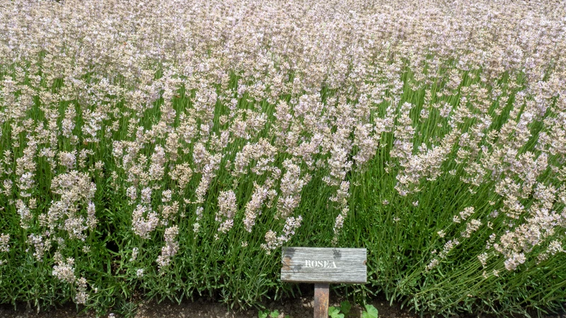 Lavandula angustifolia 'Rosea', 15-pack