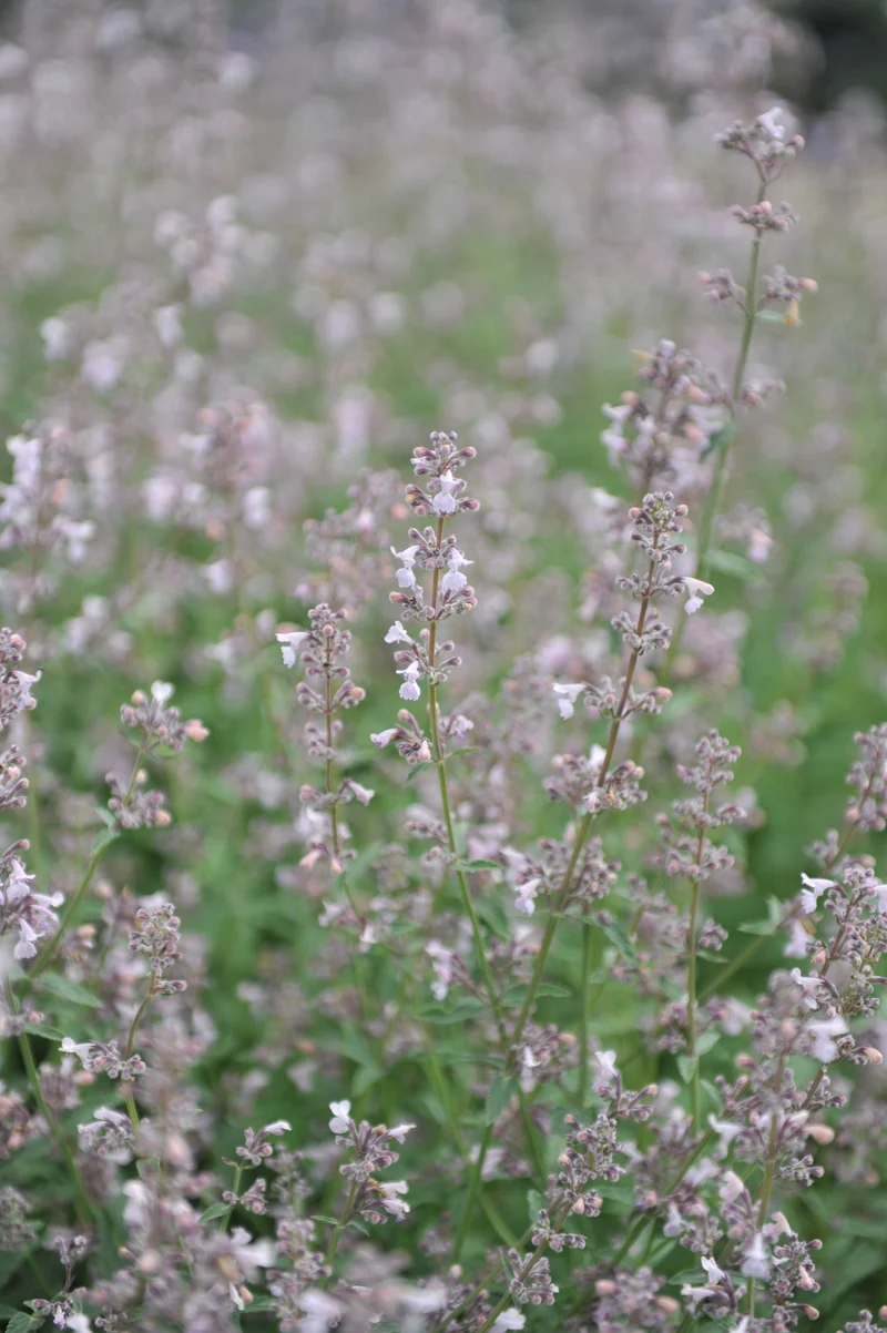 Nepeta faassenii 'Amelia', 15-pack